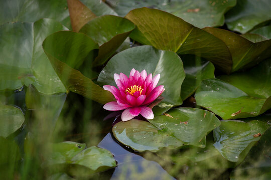 Beautiful pink and white waterlily or lotus flower in pond. High quality photo