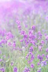 Nature background with Lavender flowers. Field of blooming lavender flowers
