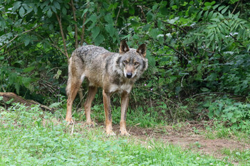 An Iberian wolf looks towards the camera from the meadow
