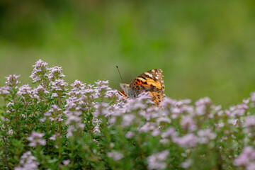 Vanessa cardui butterfly in violet flowers macro insect nature close up summer
