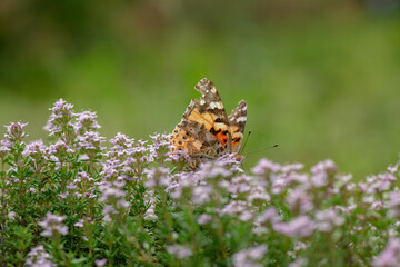 Vanessa cardui butterfly in violet flowers macro insect nature close up summer