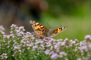 Vanessa cardui butterfly in violet flowers macro insect nature close up summer