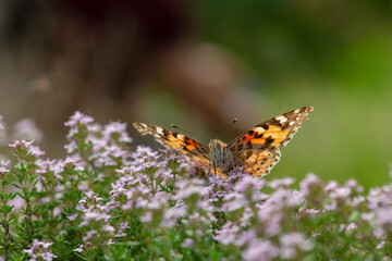 Vanessa cardui butterfly in violet flowers macro insect nature close up summer