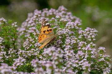 Vanessa cardui butterfly in violet flowers macro insect nature close up summer