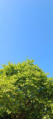 green leaves against blue sky