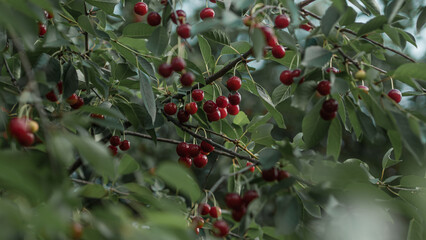 Harvest of red cherries. Ripe cherries on a tree. Fresh ripe cherries. Cherry top view.