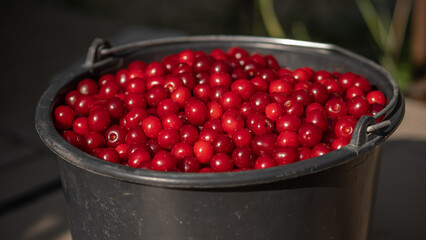 Harvest of red cherries. Сherries in a bucket. Fresh ripe cherries. Cherry top view.