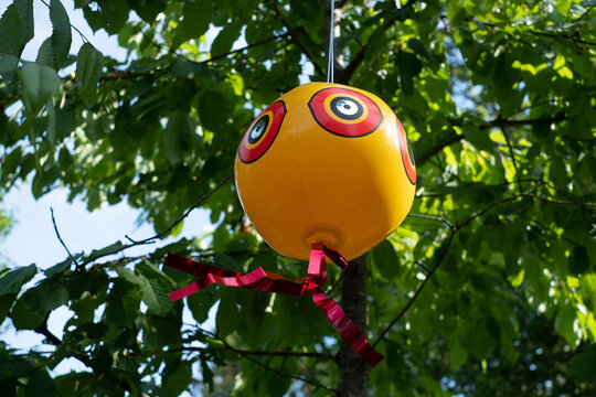 Scare-eye Balloon. Inflated Scare-eye Bird Repellent Balloons Moving In Wind Efficiently Repel Common Unwanted Pest Birds Off Of Property.