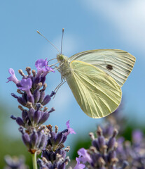 The large white (Pieris brassicae) or cabbage butterfly sitting on the blooming lavender flower.