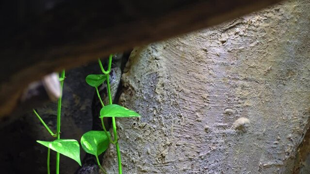 Cuban tree boa crawling up a steep cliff in search of food, the concept of hunting reptiles and snakes, a documentary about the life of cold-blooded