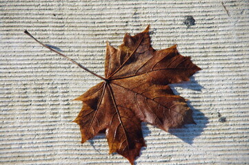autumn leaves