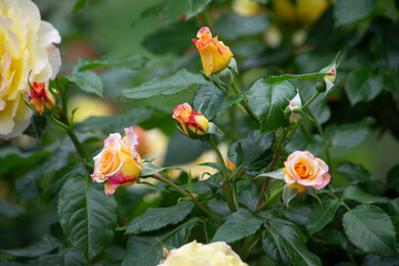 Orange and red rose in a close up view. Selective focus, blurred background. High quality photo