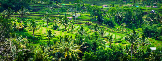 Beautiful Bali rice fields. Rice terraces in Bali, Indonesia