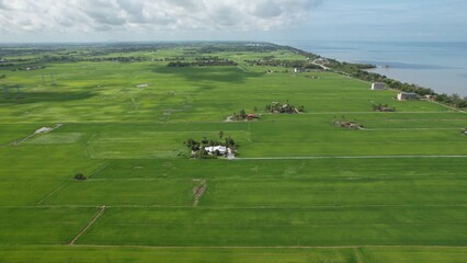 The Paddy Rice Fields of Kedah and Perlis, Malaysia