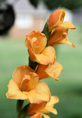 Orange Gladiolus