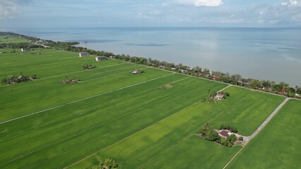 The Paddy Rice Fields of Kedah and Perlis, Malaysia