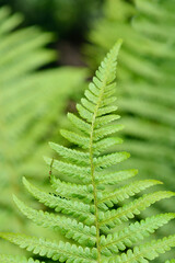 Common male fern