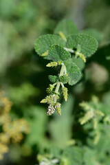 Pineapple mint