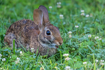 Rabbit in Grass