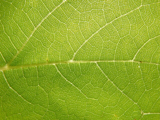 Green tree leaf close-up macro. Leaf structure