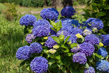 Blue hydrangea macrophylla or hortensia flower heads closeup