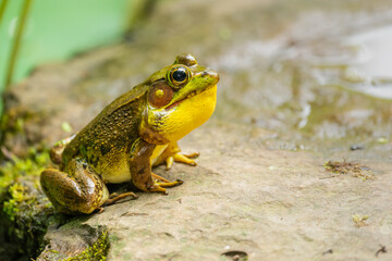 Green Frog Croaking