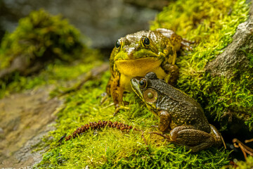 Male and Female Green Frog
