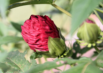 Hibiscus bud