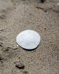 Sand dollar on the beach