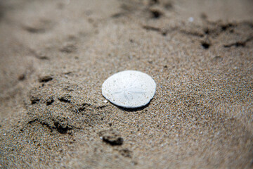 sand dollar on the beach