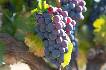 grapes on the vine