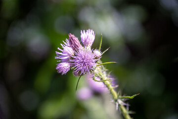 Cirsiumarvense (L.) Scop or field thistle flowers on a sunny summer day