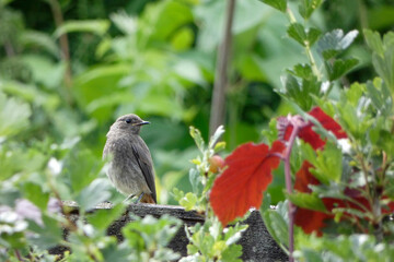 bird on a fence, young House redstart