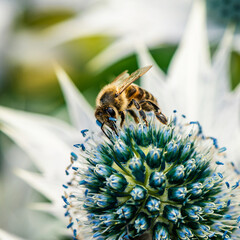 European Honey Bee or Western Honey Bee, Apis mellifera on flower
