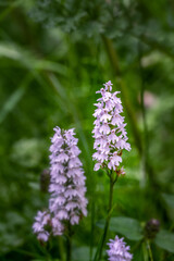 Inflorescence of a Heath Spotted-orchid or Dactylorhiza maculata in summer in England