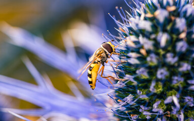 Hoverfly, Hoverflies, Syrphidae on blue flower