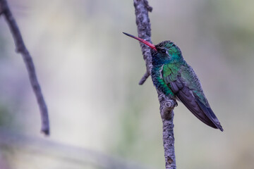 Iridescent Broad-Billed Hummingbird in Southeastern Arizona