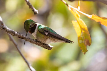 Black-Chinned Hummingbird in Southeastern Arizona