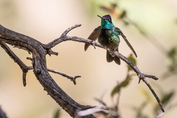 Iridescent Blue Rivoli's Hummingbird in Southeastern Arizona