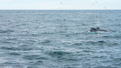 Close up of humpback whale off coast of Iceland in medium sea state.