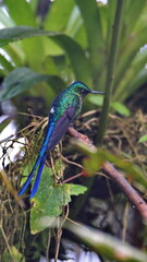 Fototapeta premium Violet-tailed Sylph (Aglaiocercus colestris) perched on a branch in Mindo, Ecuador