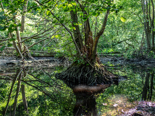 Sumpfiges Biotop im Wald