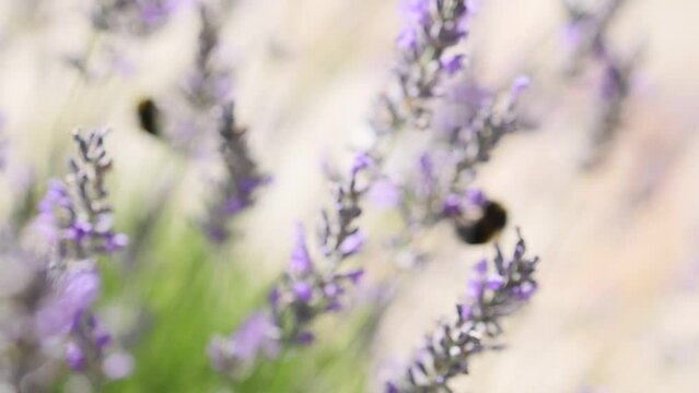 closeup of bees pollinator insects in lavender flowers