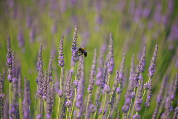 The lavender fields in this town are just lovely