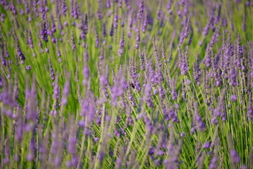The lavender fields in this town are just lovely