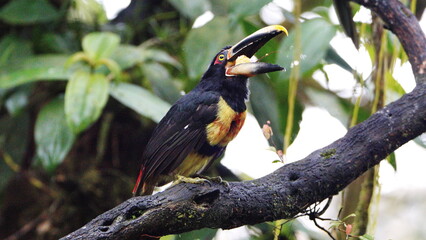 Pale-mandibled aracari (Pteroglossus erythropygius) in a tree, eating a banana, in Mindo, Ecuador