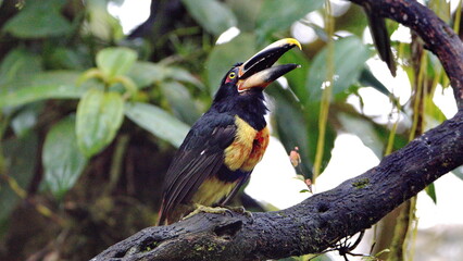 Fototapeta premium Pale-mandibled aracari (Pteroglossus erythropygius) in a tree with its beak open in Mindo, Ecuador
