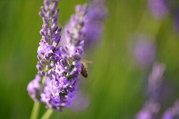 The lavender fields in this town are just lovely