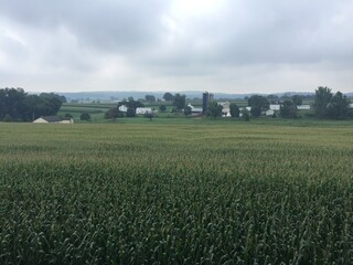 Fototapeta na wymiar Pennsylvania Corn Field