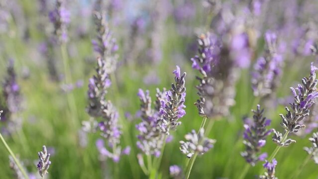pollinator insects in lavender field